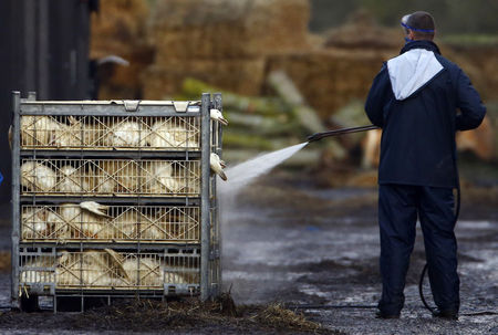 © Reuters. أوكرانيا تحظر واردات الدواجن من هولندا وألمانيا وبريطانيا بسبب انفلونزا الطيور