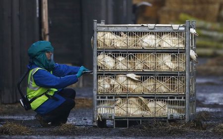 © Reuters. El brote de gripe aviar alcanza a otra granja holandesa