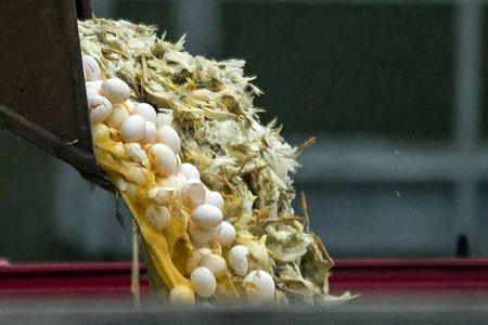 © Reuters. Uma escavadeira é usada para dispensar ovos e aves em um contâiner numa fazenda onde foi identificada a presença de uma cepa de gripe aviária, em Hekendorp, na Holanda