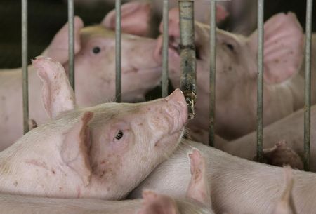 © Reuters. Porcos bebem água em fazenda na cidade de Lucas do Rio Verde, Mato Grosso 