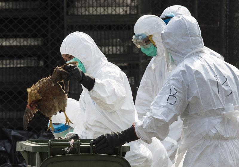 © Reuters. الصين تعلن حالة إصابة بشرية جديدة بفيروس انفلونزا الطيور(إتش7إن9)
