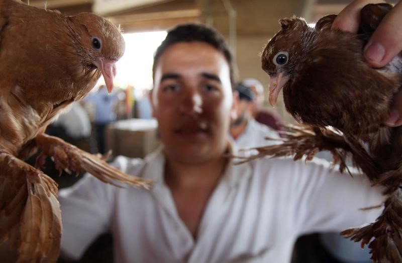 © Reuters. Mueren tres egipcios más por el virus de la gripe aviar