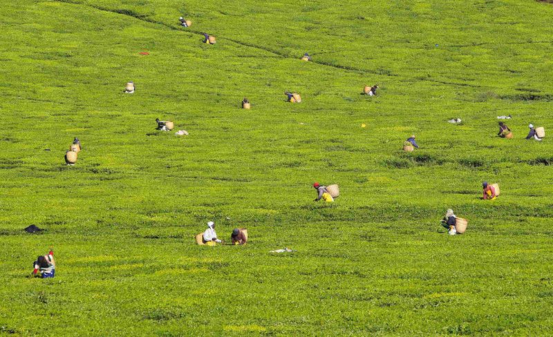 © Reuters. الزراعة ستندثر بعد 60 عاما إذا استمر تدهور التربة بالمعدل الحالي