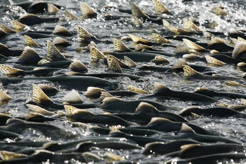 © Reuters. Milhares de salmões-rosa nadam em Valdez, no Alaska