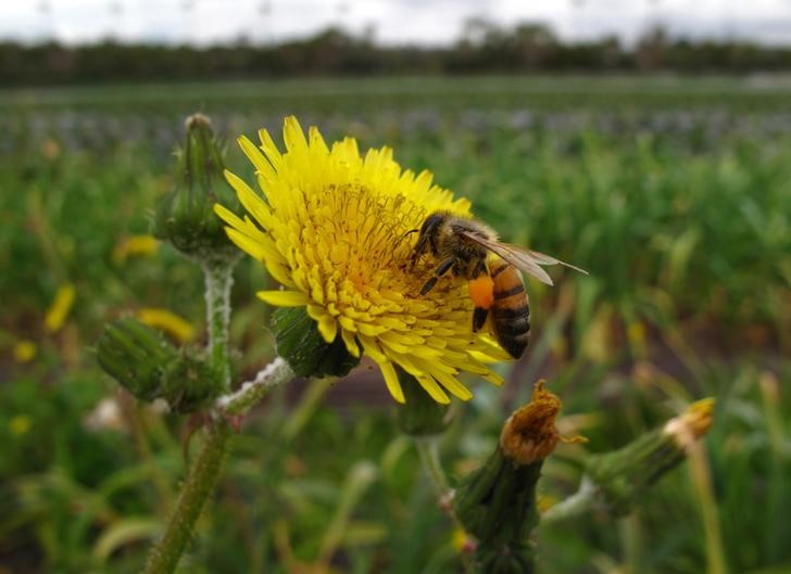 © Reuters. موت مئات من النحل الطنان في أوريجون يدفع السلطات الى فتح تحقيق