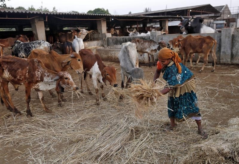 © Reuters. سلاح الهند في مواجهة تغير المناخ .. البقر القزم الذي يتحمل الحرارة