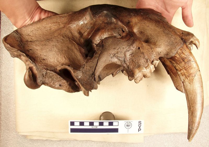 © Reuters. AMNH handout shows a partially fossilized jaw from an adult Smilodon fatalis saber-toothed cat 