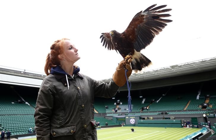 © Reuters. Imogen Davis poses for a photograph with Rufus, a Harris Hawk used at the Wimbledon Tennis Championships to scare away pigeons, in London