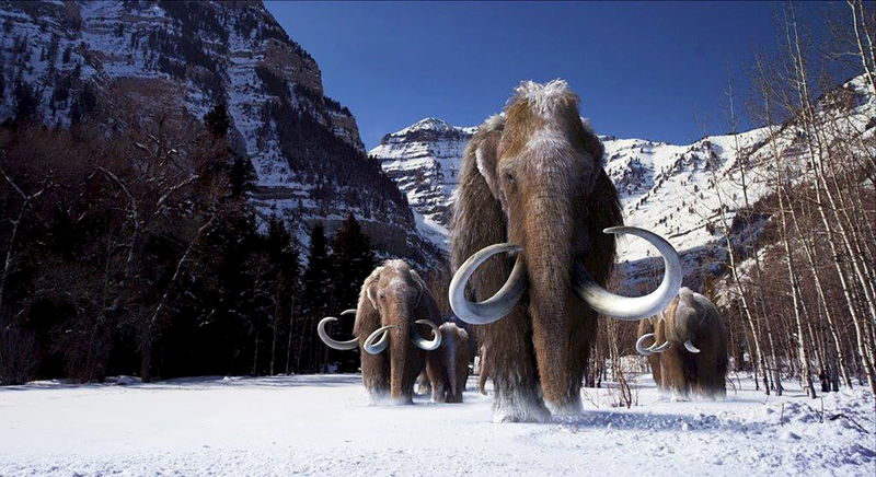 © Reuters. An undated illustration shows a group of woolly mammoths, the huge Ice Age mammals