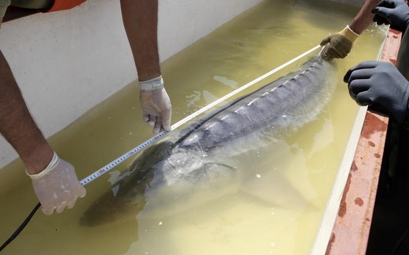 © Reuters. سمكة حفش تقتل طفلة عمرها خمسة أعوام في فلوريدا