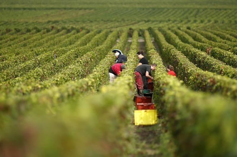 © Reuters. CLIMATS DE BOURGOGNE ET COTEAUX DE CHAMPAGNE AU PATRIMOINE MONDIAL