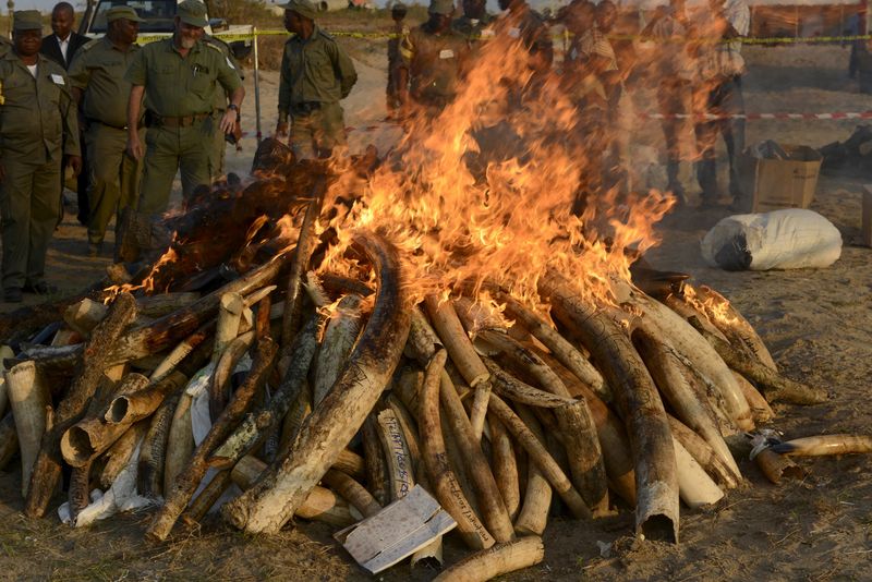 © Reuters. موزامبيق تحرق كميات من العاج وقرون وحيد القرن في حملة ضد الصيد المحرم