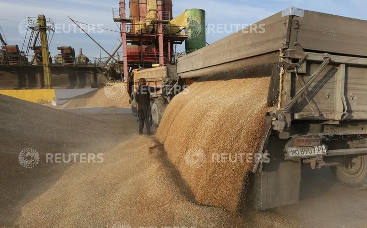 © Reuters. خلافات بين مصدري القمح الروس والجمارك بسبب ضريبة جديدة