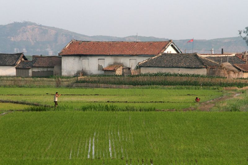 © Reuters. Fazenda de plantação de arroz na Coreia do Norte