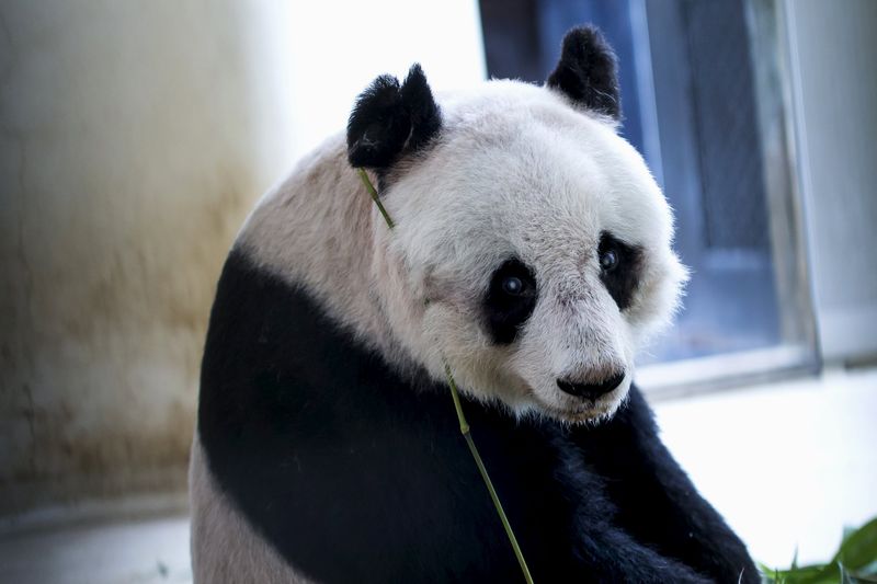 © Reuters. Una panda gigante de Hong Kong, a punto de alcanzar el récord de longevidad