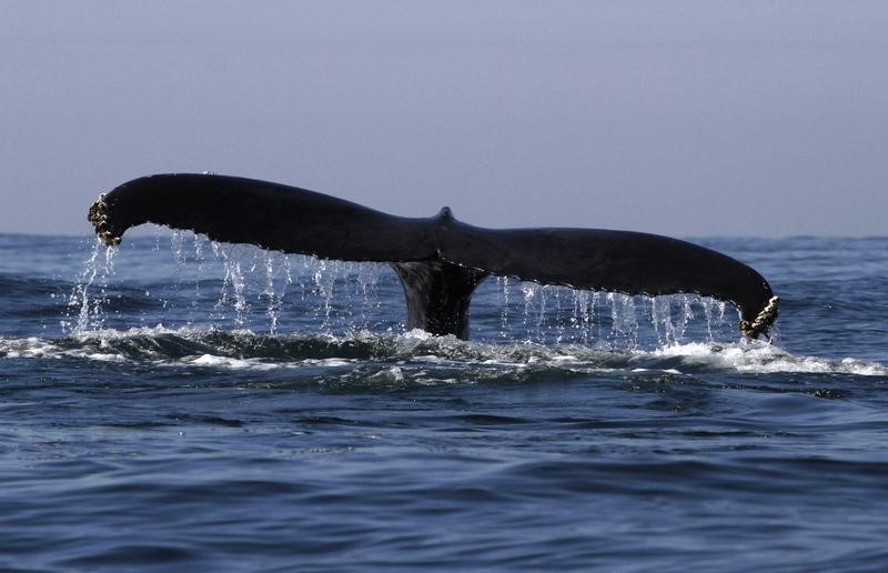 © Reuters. انقاذ الحوت الأحدب من شباك الصيادين وانياب سمكة القرش