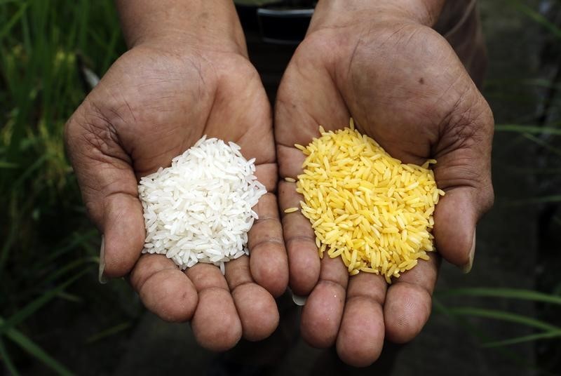 © Reuters. A scientist shows "Golden Rice" and ordinary rice at the International Rice Research Institute in Los Banos