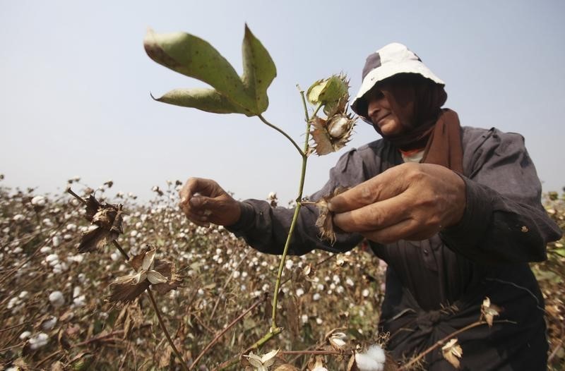 © Reuters. مسؤول: الحكومة المصرية توافق على إلغاء قرار منع استيراد الأقطان