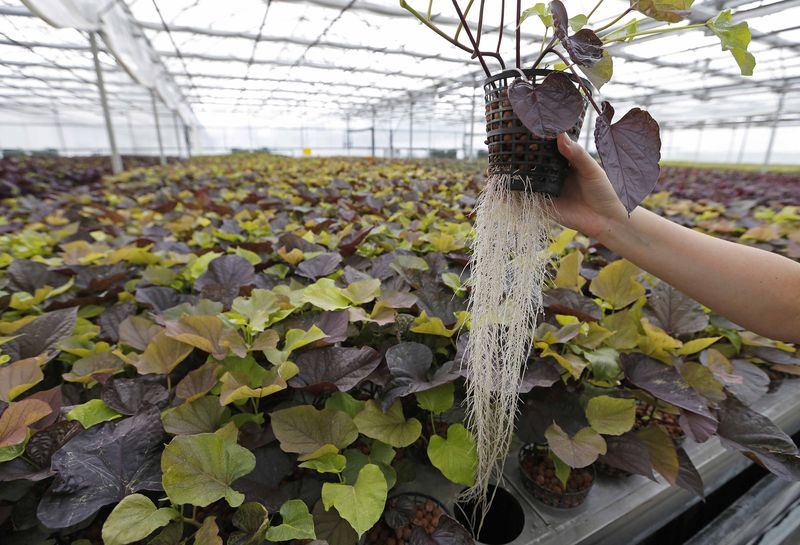 © Reuters. An employee holds a plant with roots at the Plant Advanced Technologies company greenhouse in Laronxe near Nancy