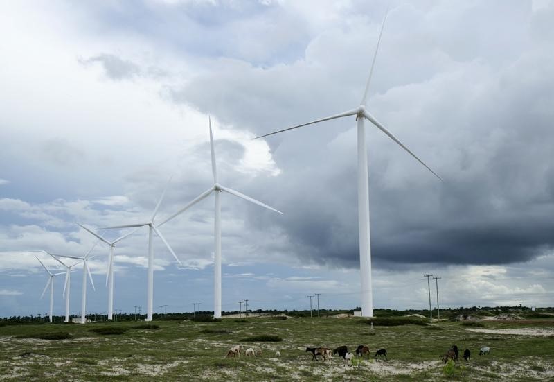 © Reuters. Gado pasta perto de turbinas eólicas em Paracuru, no Ceará