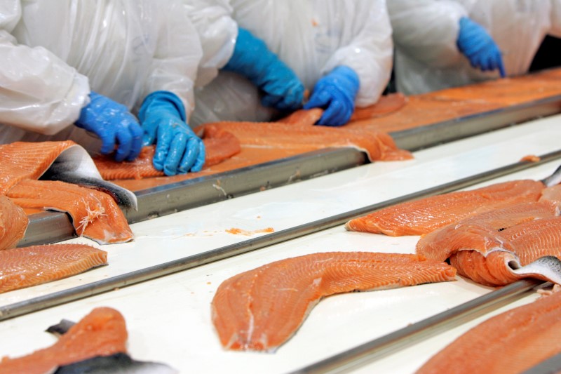 © Reuters. Trabalhadores trabalham na limpeza de salmão em uma produtora no sul do Chile 