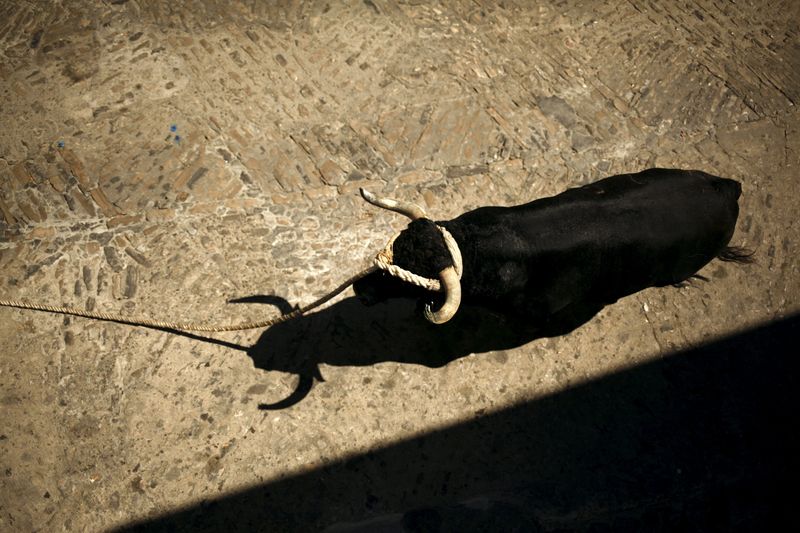 © Reuters. ثور أمريكي ينطح امرأة حاولت التقاط صورة سيلفي معه في متنزه يلوستون