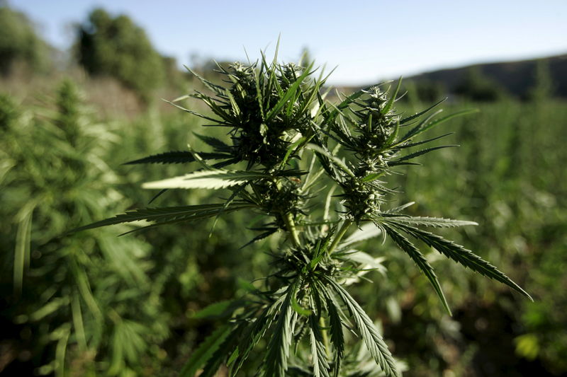 © Reuters. File photo of marijuana plants growing near a road in the Rif region