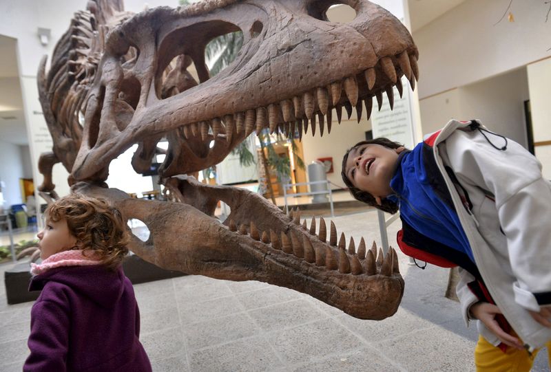 © Reuters. File photo of a boy looking inside the skull of a Tyrannosaurus Rex replica at the Egidio Feruglio Museum in Trelew, Argentina