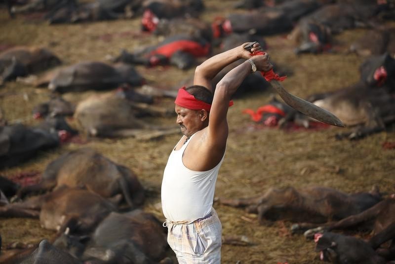 © Reuters. Un templo de Nepal conocido por celebrar matanzas prohíbe sacrificar animales