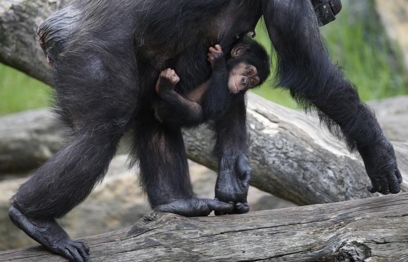 © Reuters. استبعاد اثنين من حيوانات الشمبانزي من تجارب بحثية بجامعة أمريكية