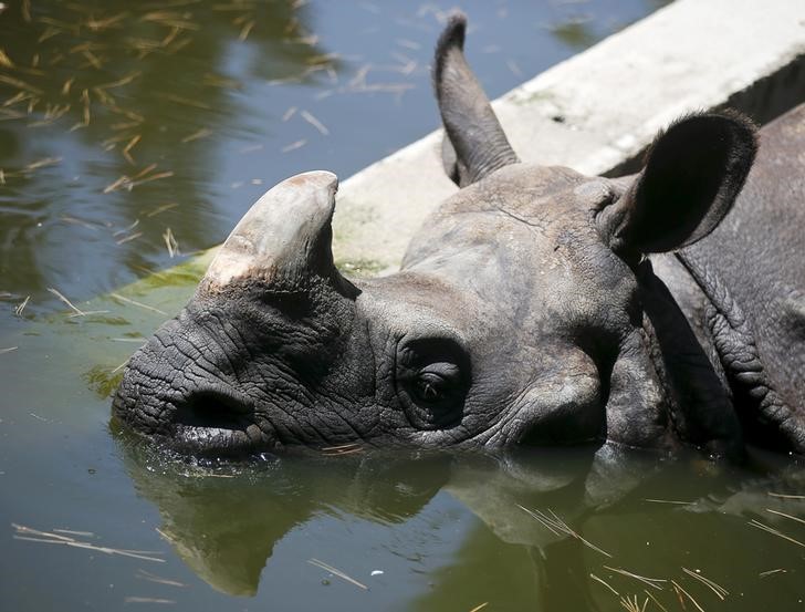 © Reuters. استنساخ قرون وحيد القرن ضمن جهود حماية الانواع المهددة بالانقراض