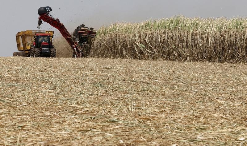 © Reuters. Sugar cane is harvested at a plantation of Da Mata, the Brazilian sugar cane processor, in Valparaiso