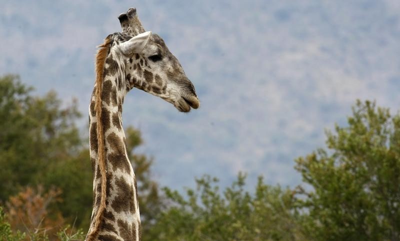 © Reuters. Una coleccionista de trofeos de caza de Idaho ha provocado una tormenta de críticas de los defensores de los animales por publicar imágenes suyas en Internet posando con los cadáveres de una jirafa y otros animales salvajes a los que mató durante una reciente cacería guiada en Sudáfrica