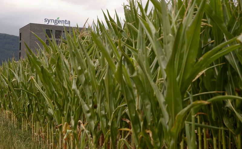 © Reuters. Corn grows on a field in front of a plant of Swiss agrochemicals maker Syngenta in the nortern Swiss town of Stein 