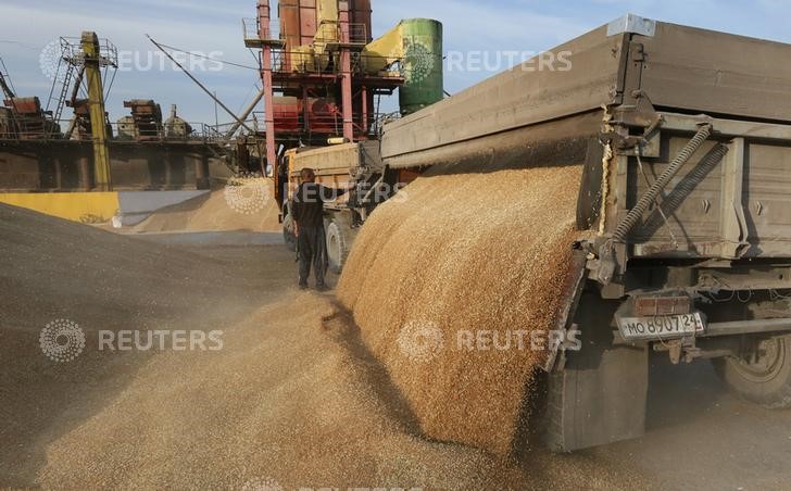 © Reuters. مصر تطلب شراء قمح للشحن في 11-20 سبتمبر