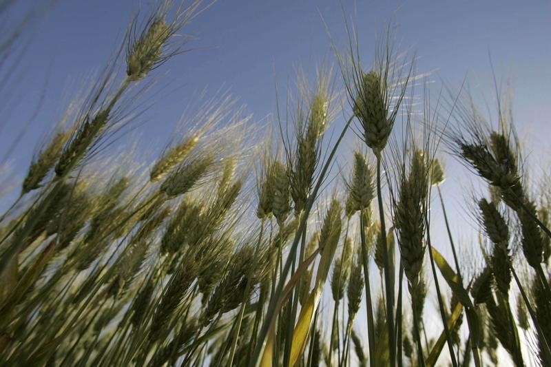 © Reuters. مصدر حكومي: واردات الجزائر من الحبوب قد تزيد هذا العام لضعف المحصول