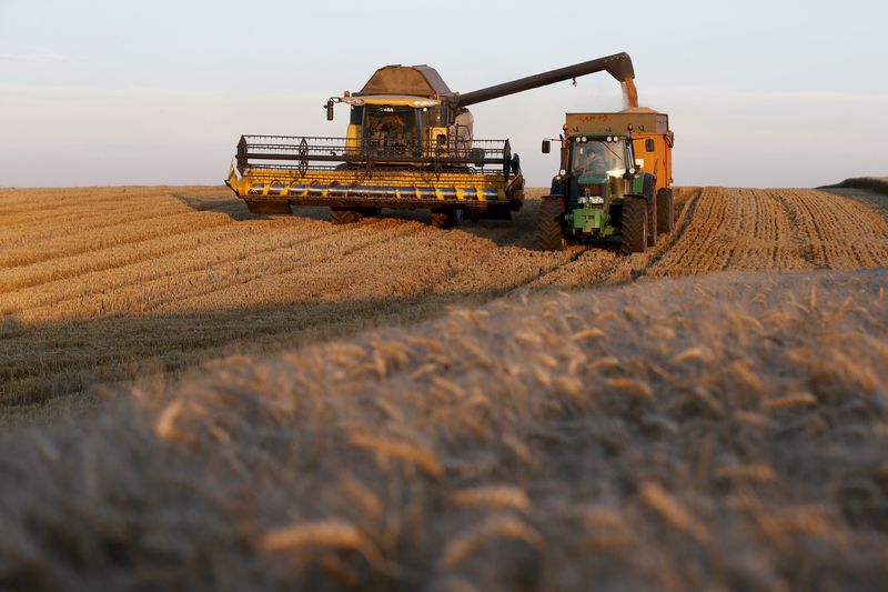 © Reuters. السعودية تشتري 505 آلاف طن من القمح الصلد في مناقصة