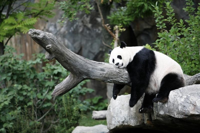 © Reuters. Foto de arquivo da panda gigante Mei Xiang em Washington