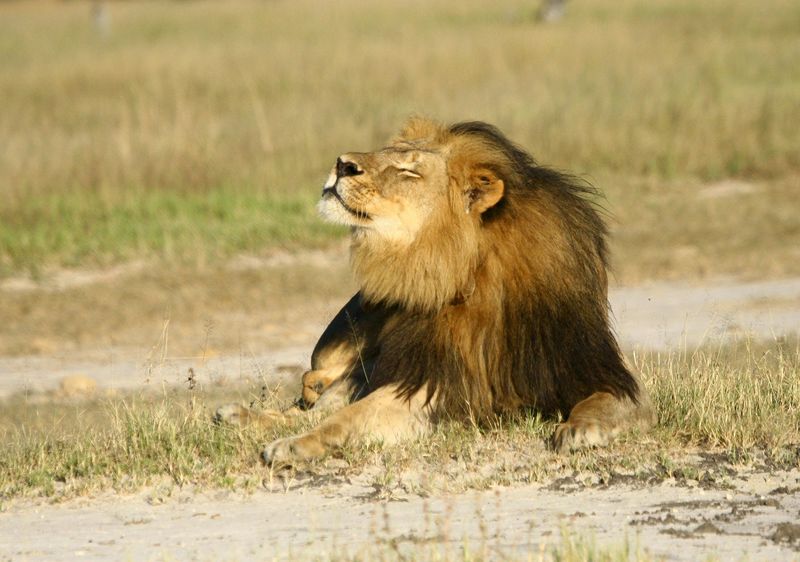 © Reuters. Cecil the lion is seen at Hwange National Parks in this undated handout picture 