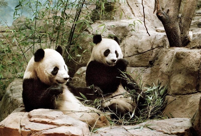 © Reuters. أنباء سارة: أعراض الحمل تظهر على دبة الباندا مي في حديقة حيوان واشنطن