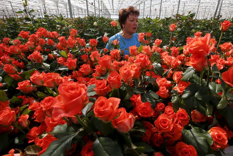 © Reuters. Funcionária trabalha com rosas num complexo ao norte de Moscou