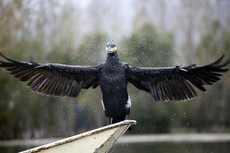 © Reuters. أنصار الحفاظ على البيئة يطالبون بالتحقيق في خطة اتحادية لاعدام طائر الغاق