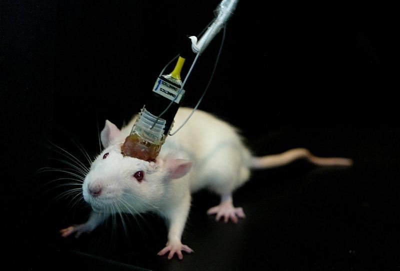 © Reuters.  Científicos que investigaban trastornos cerebrales crean ratones superlistos