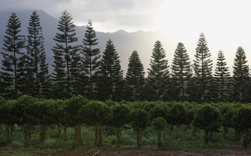 © Reuters. Coffee trees are seen at Dole Food Company's Waialua coffee and cocoa farm in Hawaii