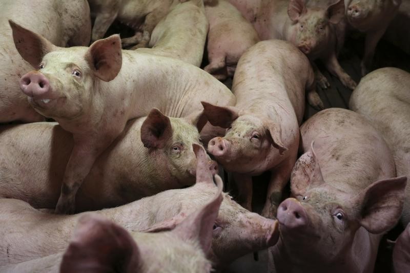 © Reuters. LA COTATION AU MARCHÉ DU PORC BRETON VA REPRENDRE MARDI