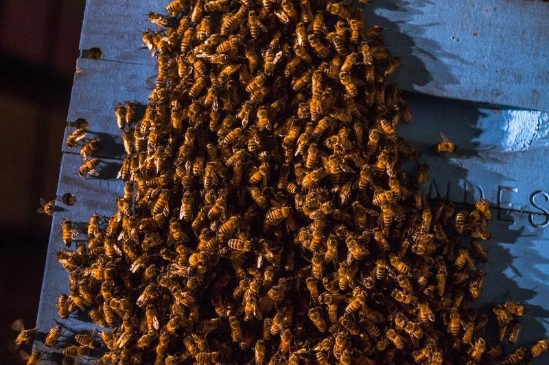 © Reuters. رصد مبيدات مسؤولة عن نفوق اعداد كبيرة من النحل في مسطحات مائية امريكية