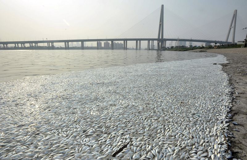 © Reuters. Dead fish are seen on the banks of Haihe river at Binhai new district in Tianjin, China