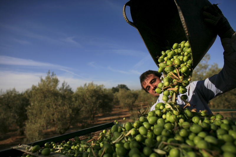 © Reuters. El precio del aceite de oliva, en máximos de casi 10 años por temor a escasez