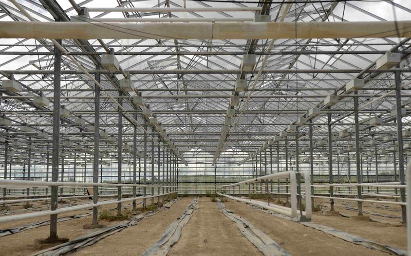© Reuters. A 7-acre greenhouse facility run by Supreme Pharmaceuticals is seen in Tiverton