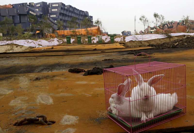 © Reuters. ارانب ودجاج وحمام في موقع انفجار تيانجين لطمأنة السكان على سلامة الهواء